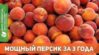 МОЩНЫЙ ПЕРСИК ЗА 3 ГОДА. ЭТО ПРОСТО  Agro-Market.ua
