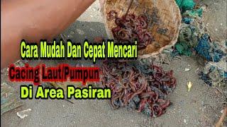 Cara Mudah  Dan Cepat Mencari Cacing LautPumpun Di Area Pasiran