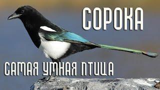Сорока - самая умная птица Птицы России Фильм 70
