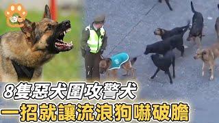 Eight vicious dogs made trouble in the streets and were scared to death by a police dog. The whole