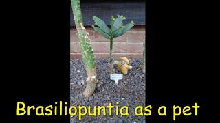Brasiliopuntia as a pet 