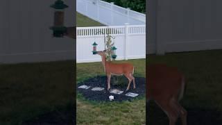 Massive Bird? Mysteriously Missing Birdseed Resolved