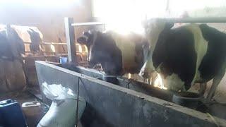 Dikandang sapi memberi komboran sapi dan kekebun seledri