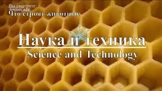 Наука и техника Что строят животные  Science and Technology What animals are building. Discovery