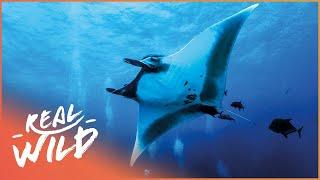 Life Of The Giant Manta Ray  Blue Realm Of San Benedicto  Real Wild