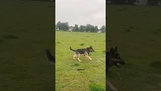 At the park with Alfie #dogshorts #dog #park #playingwithdog