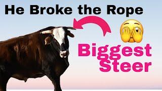 Roping Big Steer and He Broke The Rope