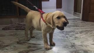 Power Barking Of Labrador Pup