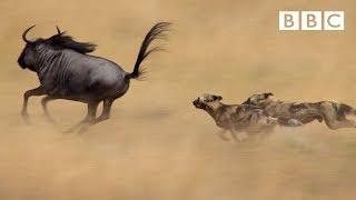 The power of the pack Wild dogs AMAZING relay hunting strategy  Life Story - BBC
