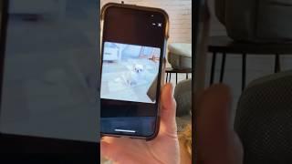 INSTAGRAM PUPPY SCAM #sweetiepiepets #chihuahua #chihuahuapuppies #puppy #applehead #puppies