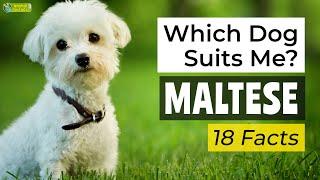 Is a Maltese the Right Dog Breed for Me? 18 Facts About Maltese Dogs