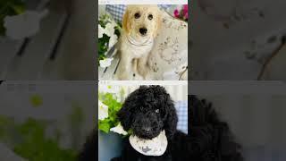 Goldendoodles Schnoodles and cockapoos….all sizes & colors Check our channel out #puppy #doodle