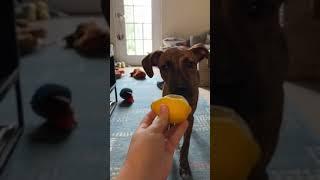 reaction of the puppy tasting lemon  #shorts