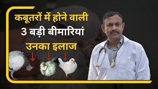 कबूतरों में होने वाली 3 बड़ी बीमारियां उनका इलाज  Treatment  Dr Nagender Yadav