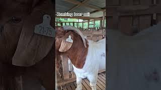 kambing boer #kambingkontes #kambingboer #kambingiqurban #kambingviral #trendingshorts #viralvideo