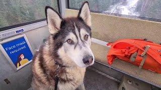 Husky goes up the Mountain in a Gondola to find Snow and Loves it