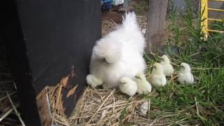 9 Silkie chicks hide under one hen.