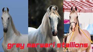 Grey Marwari Stallions Of India  #great_marwari_horses_of_marwar