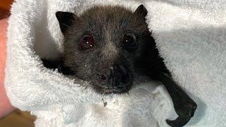 Rescuing a juvenile flying-fox trapped on a balcony  this is Innisdale