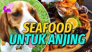 APAKAH ANJING BISA MAKAN SEAFOOD MANFAAT DAN RESIKONYA  EKOR7