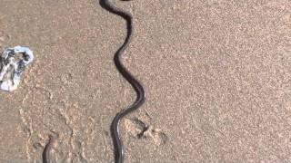 Catching Beach Worms