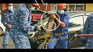 Monitor lizard stuck inside a car engine boot 13.09.2021 ■ Biawak  Perodua Bezza  Pertahanan Awam