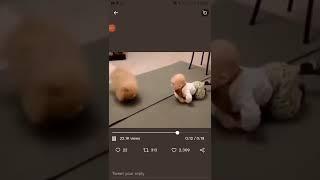 dog teaches baby to crawl #youtubeshort #short