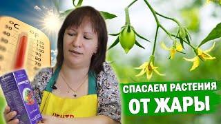 ОПАДАЮТ ЗАВЯЗИ НА ОВОЩАХ? ЭТИ ПРЕПАРАТЫ ПОМОГУТ #огород #растения #сад