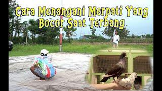 CARA MENGATASI BURUNG BOCOR SAAT TERBANG