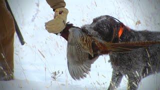 Hunting Montanas Upland Birds in a Blizzard Classic 2015