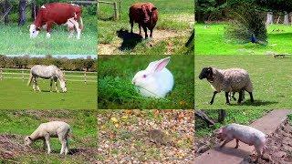 Animales de Granja para niños con vídeos