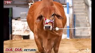 786 CATTLE FARM PRESENTS SENSATIONAL BULL DULDUL RETURN  #786CattleFarm #MashaAllah #Season2023