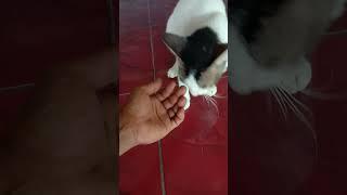 Kucing manja minta di belai#shorts #videoshorts