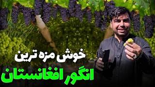 گزارش ویژه از بزرگترین باغ انگور لعل - خوش مزه ترین انگو افغانستان