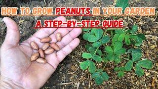 How to Grow Peanuts in Your Garden A Step-by-Step Guide#peanut #peanuts #gardening #gardeningtips