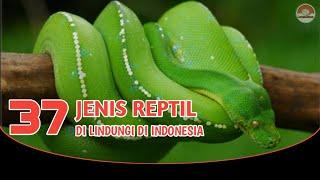 37 Jenis Reptil yang dilindungi di Indonesia.