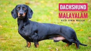 Dachshund  കാവലിനും ഒമാനിക്കാനും 