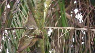 Stunning Footage of a Kubong Gliding Through the Trees