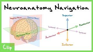 How To Navigate The Central Nervous System Explained Dorsal Ventral Sagittal Coronal   Clip