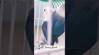 Violet Blue Opaline Lovebirds in Love #bird #fancybirds #lovebird #parrot #pet #setup #animal
