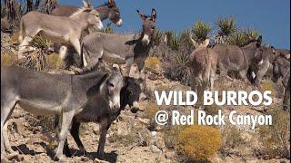 Wild Burros at Red Rock Canyon  Wild Horse and Burro Adoption Program