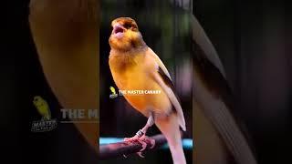 Canary training champion song - Canary singing #Shorts