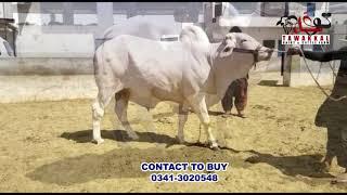 One More Beauty Of Tawakkal Dairy & Cattle Farm  For Sale Qurbani 2021  0341-3020548