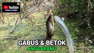 Mancing ikan gabus dan ikan betok di dearah anggaranu subang - Bhoray Channel