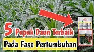 5 Rekomendasi Pupuk Daun Terbaik Untuk Jagung