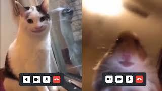 Beluga And Hamster Video Calling