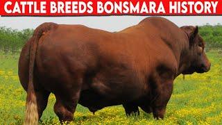 ⭕ Bonsmara Cattle Are a Breed Of Cattle That Originated In South AfricaCattle Breeds 