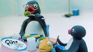 Pingus Family   Pingu - Official Channel  Cartoons For Kids