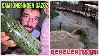 DERELER TAŞTI EVE GELEBİLECEKMİYİZÇAM İĞNESİNDEN GAZOZ OLUR MU ?