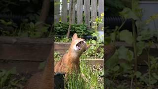 Watch As This Abyssinian Cat Munches On Some Fresh Greens 貓愛吃草 #abyssiniancat #cat #貓